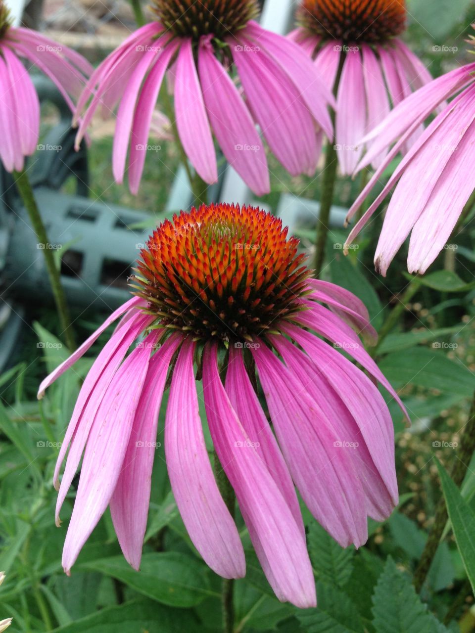 Echinacea 