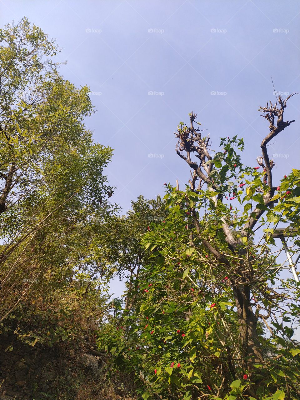 Trees, flowers, sky and sunlight working together to sprinkle beauty everywhere