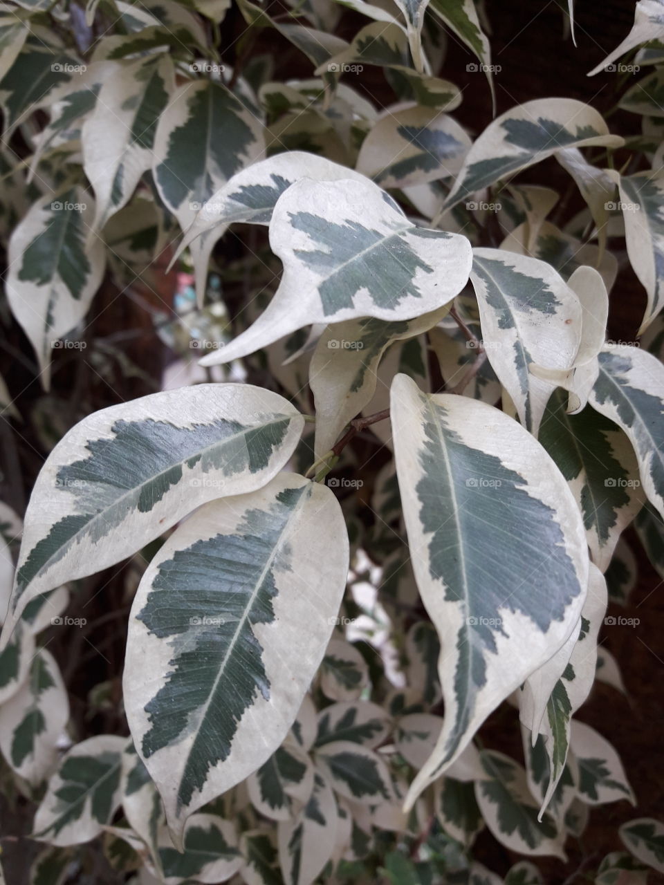 special leafs have sage green and cream color on them. Sage green color are inside of the leafs and cream are outside.