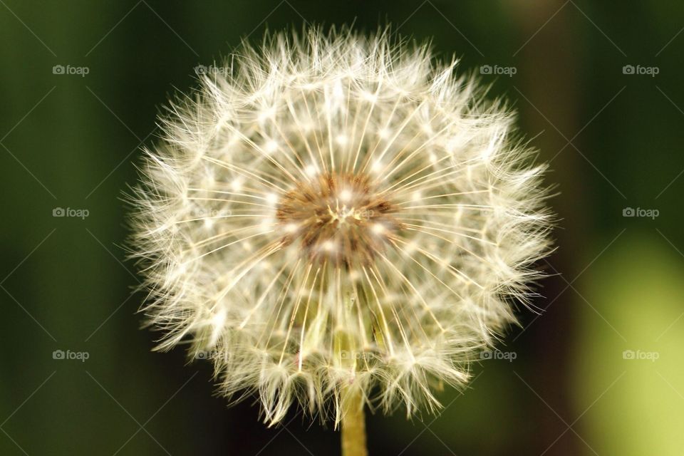 Dandelion 