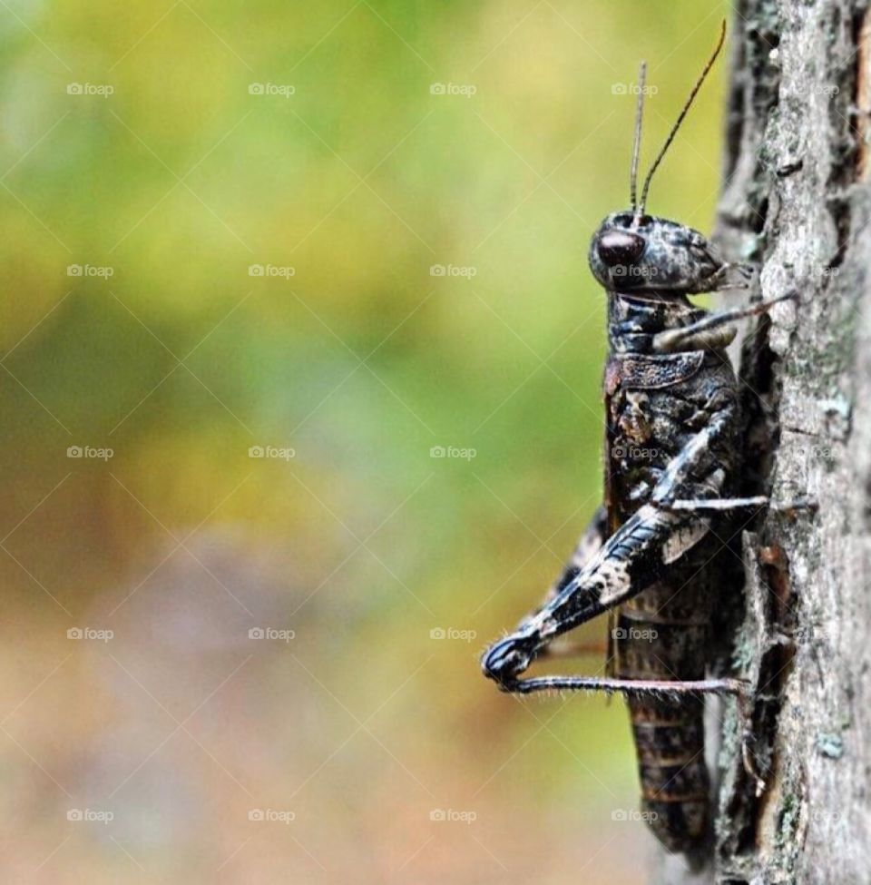 Grasshopper?