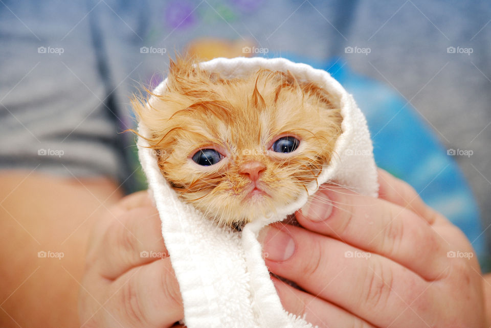 Orange Persian Kitten Being Dried with a Towel After Bath Time