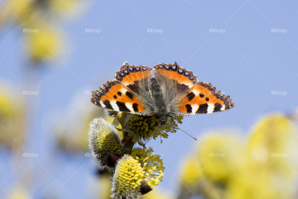 Orange butterfly collecting nectar pollen willow twigs close-up
Nässelfjäril samlar pollen nektar närbild