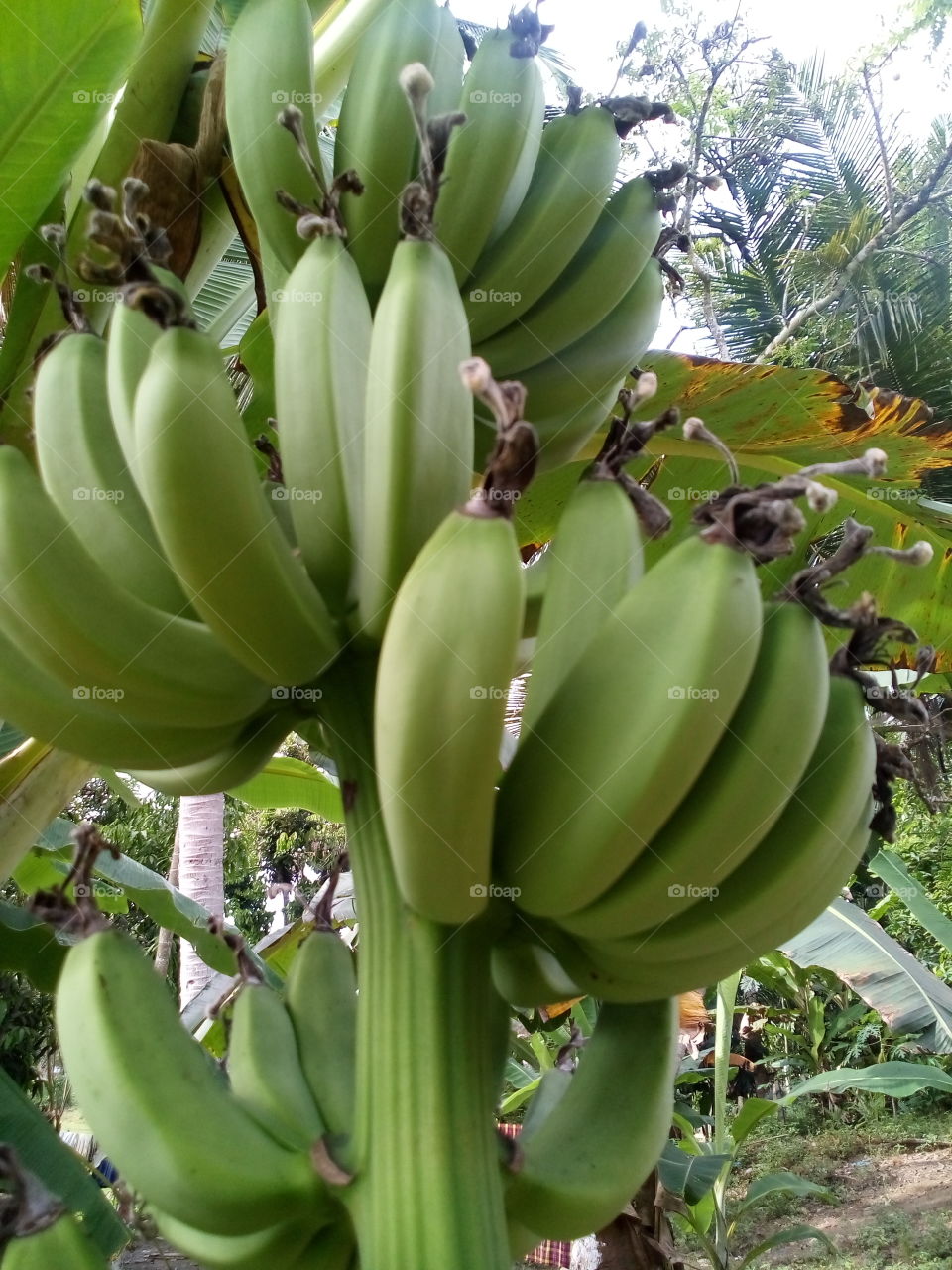 Banana, Fruit, No Person, Tropical, Nature