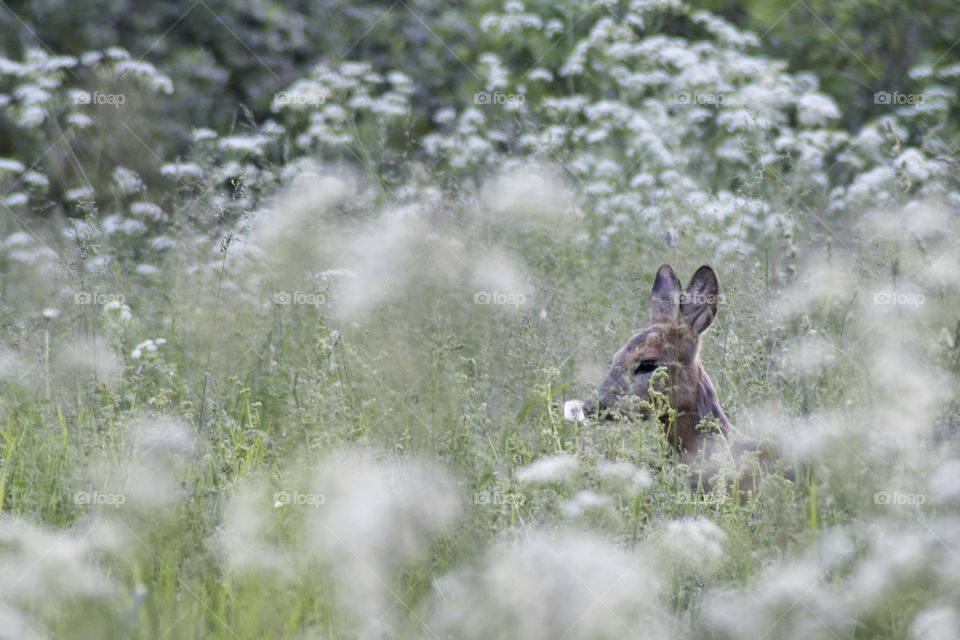 deer in the grass/flowers 2