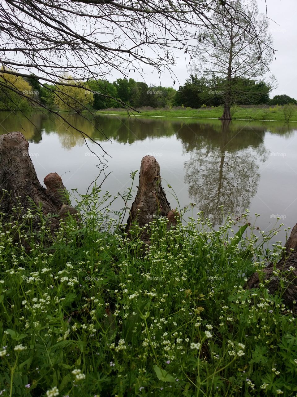 White flowers and cypress roots