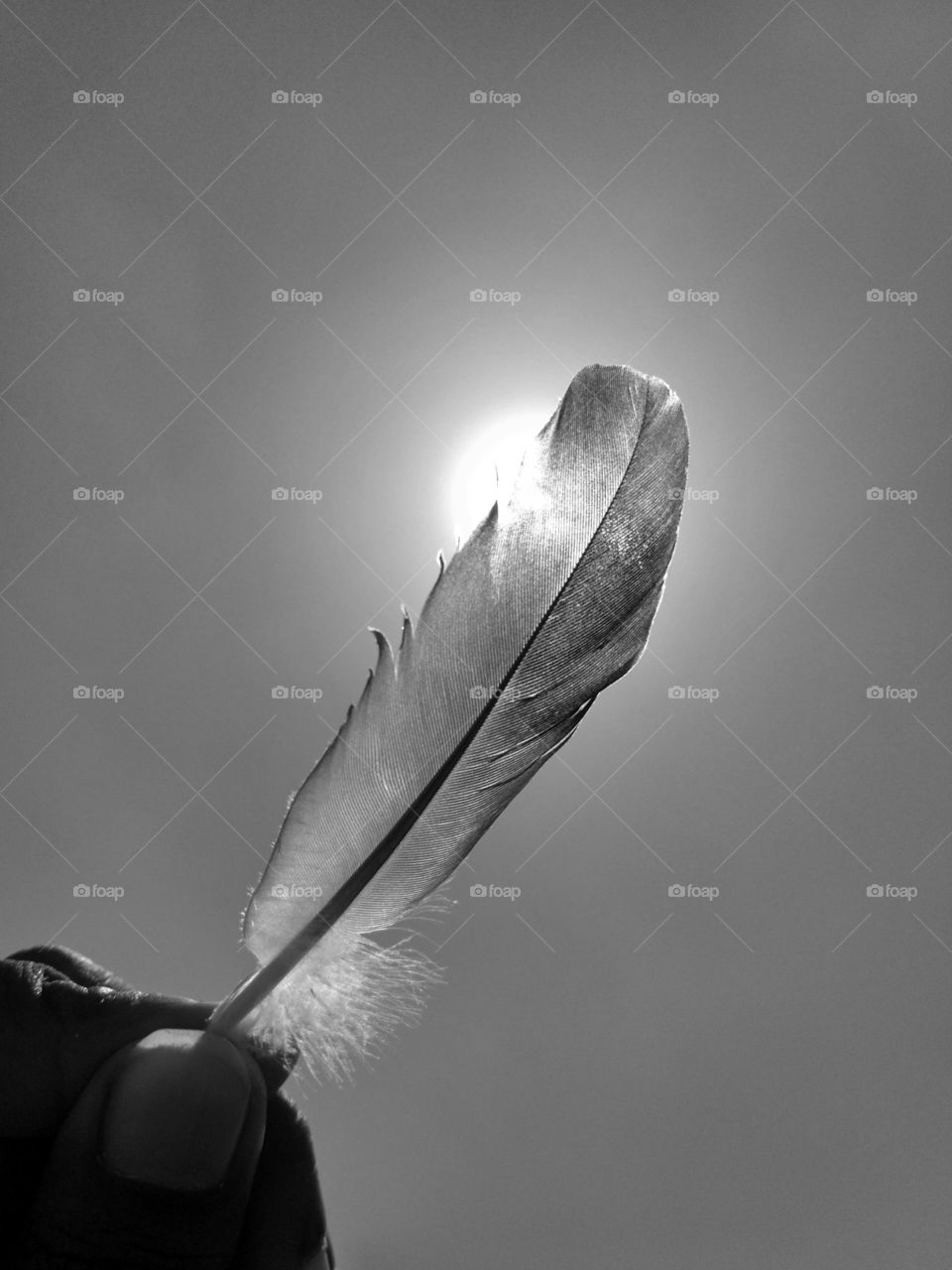 feather