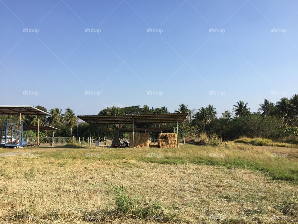 The farm view in country