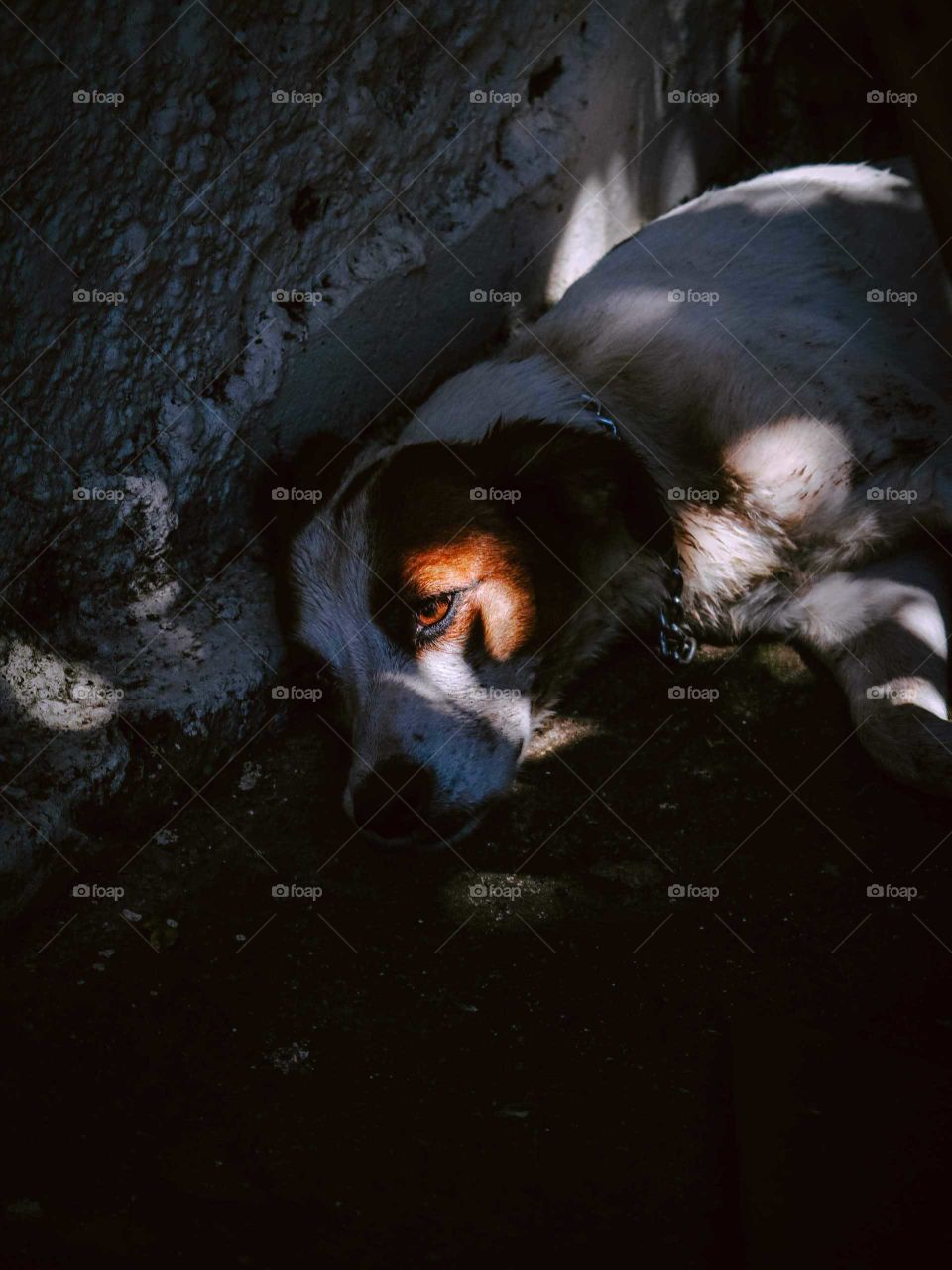 Beautiful portrait of a Dog looking at the camera, beautiful lighting. 
Close-up shot of the dog eye.