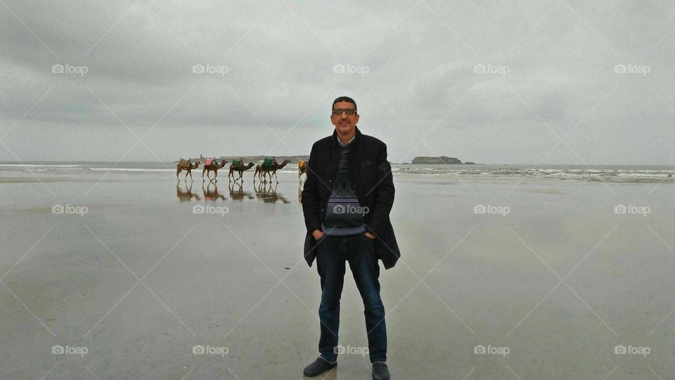 Camel caravan on a tour near the sea in Essaouira, Morocco.