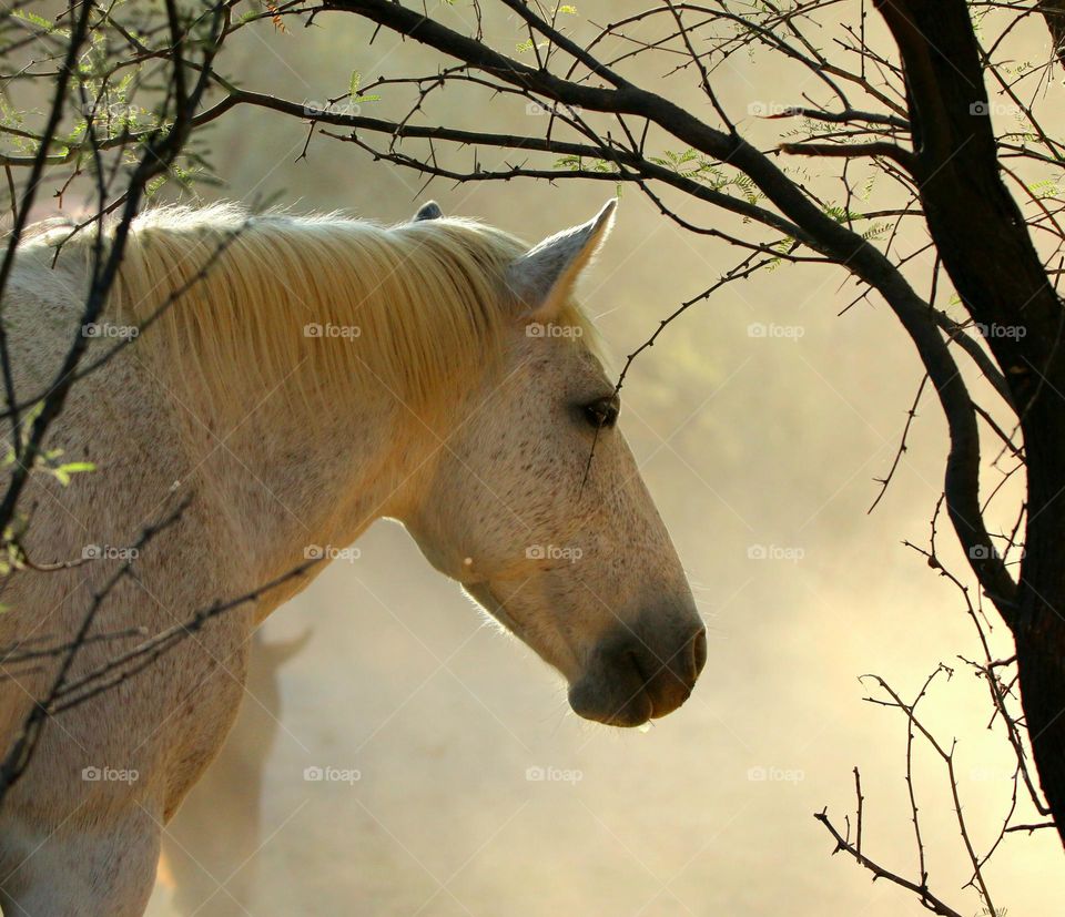 Wild Horse in Morning Light