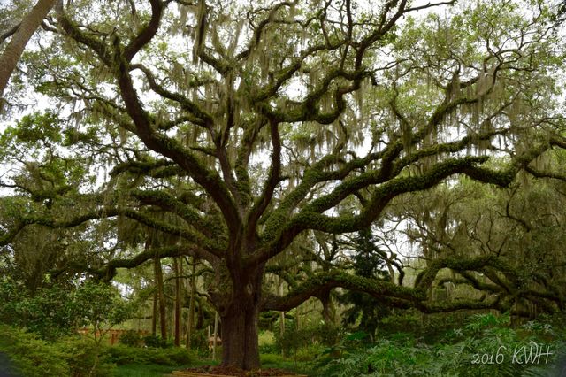 Spectacular Oak Tree - nature trail