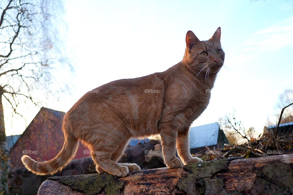 Cat at the farm