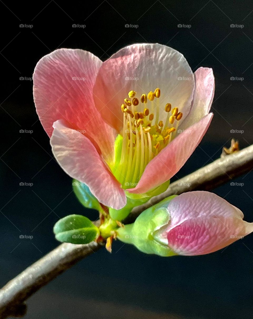Beautiful Macro Flower 