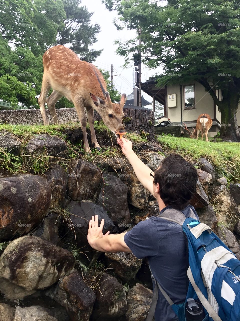 Feeding Nara Park deer