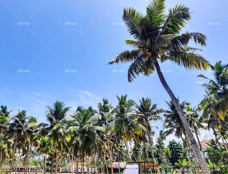 Coconut Trees