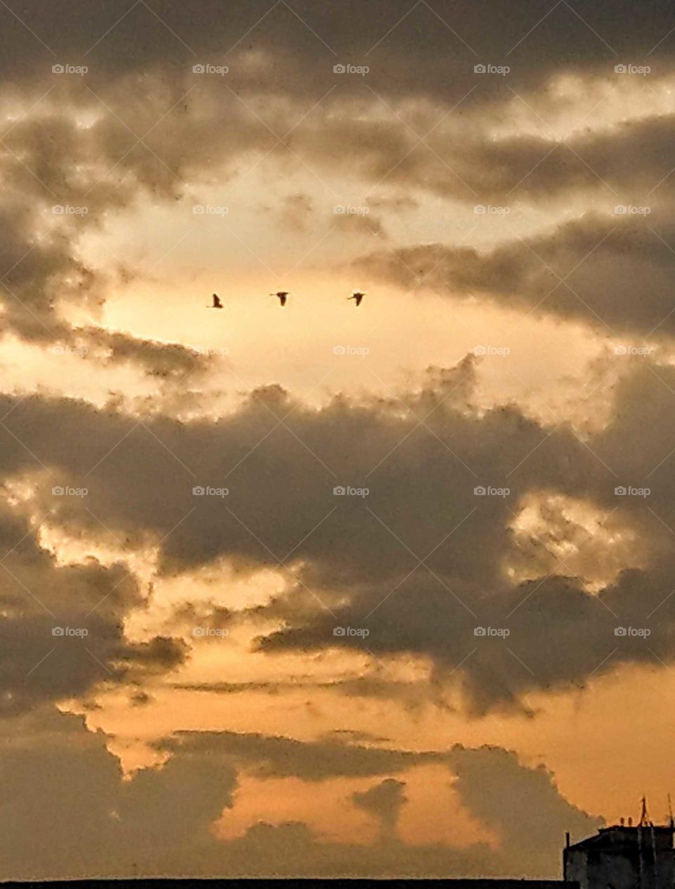Sunrises, sunsets and the moon: sunrise specil sky beauty of clouds include three lovely birds.