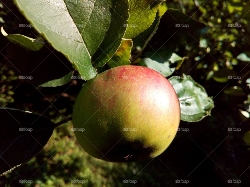 apple
