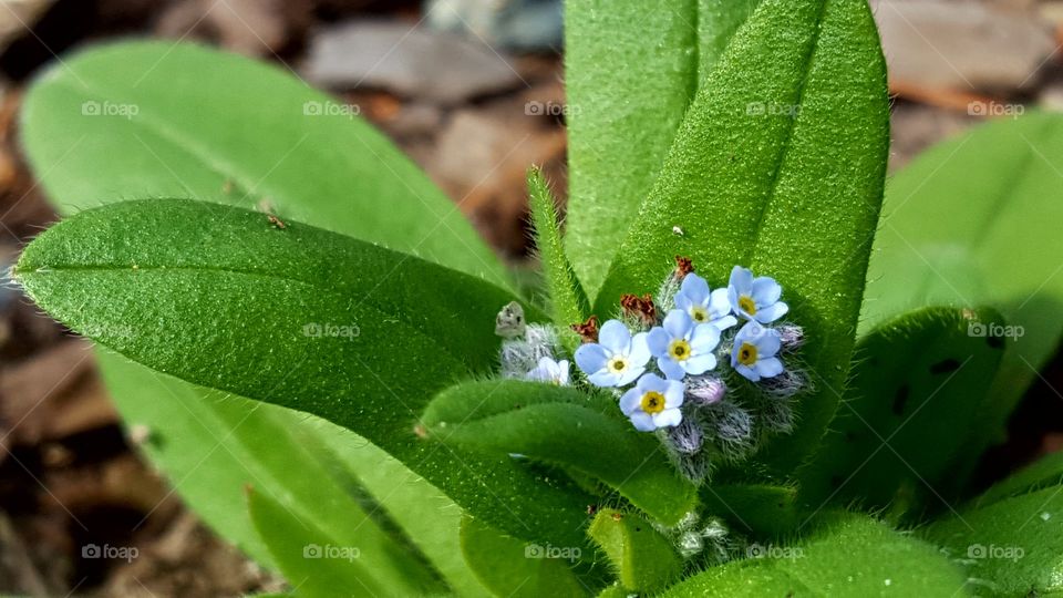 Tiny Flowers