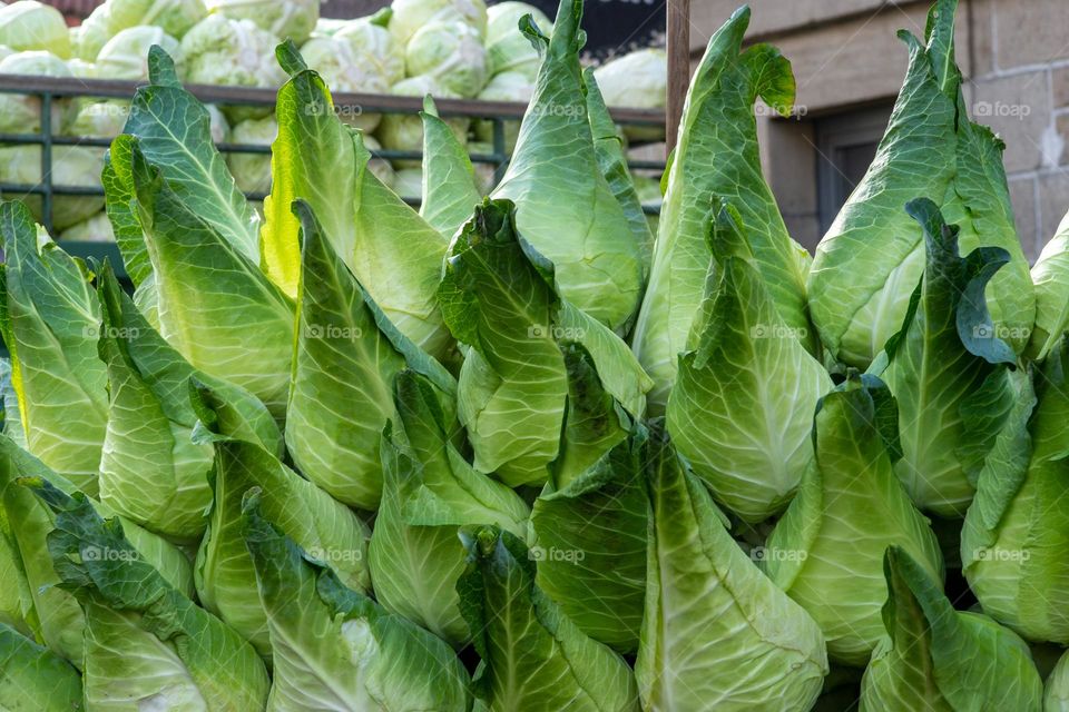 fresh harvest pointed cabbages