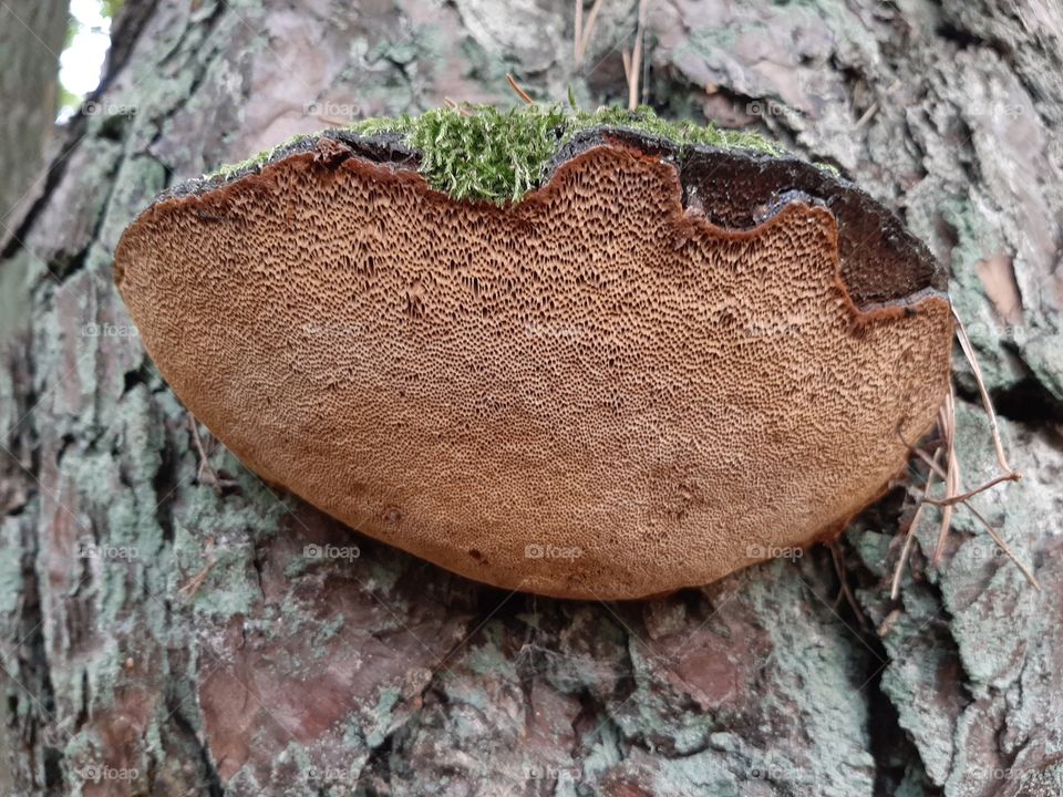hubba on pine tree bark