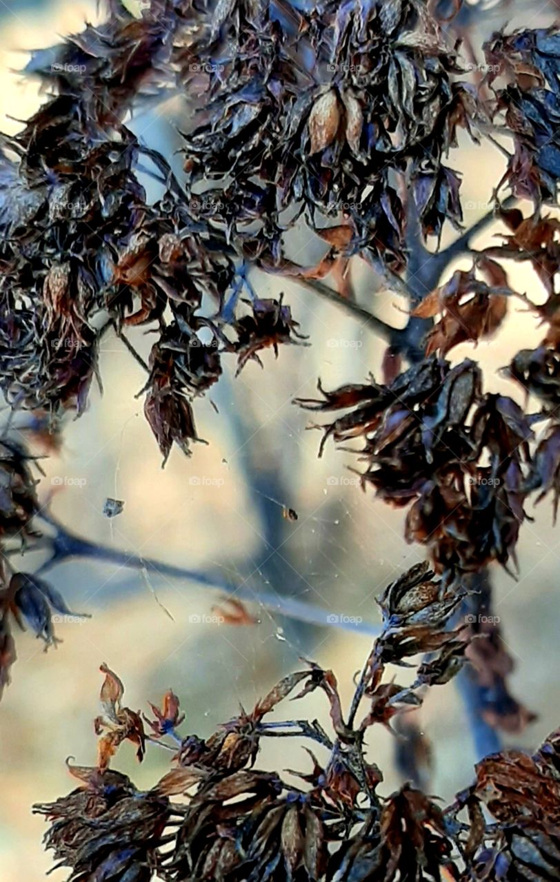 dried flower is now home to tiny spider houses in its tiny web if you look closely