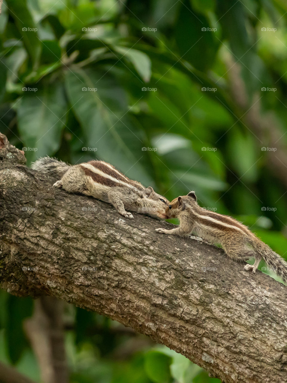 Mother's Love