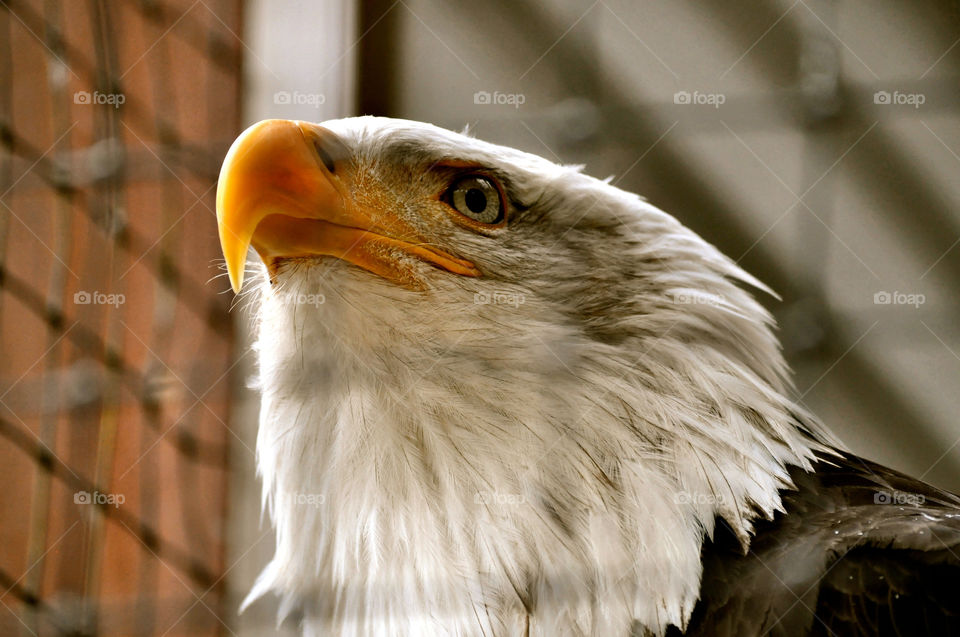 sitka alaska bird eagle bald by refocusphoto