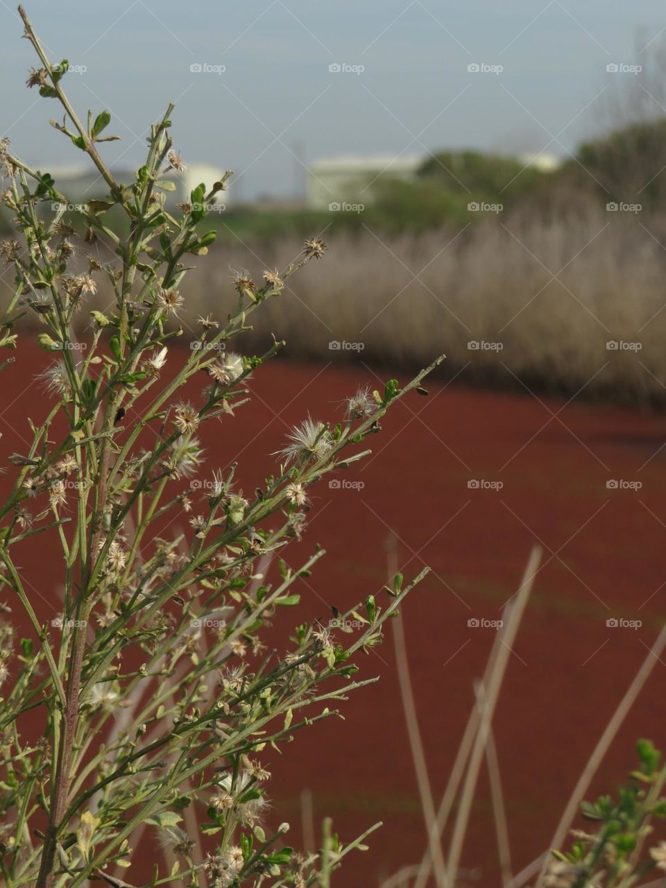 Plant Contrasted by Red Algae