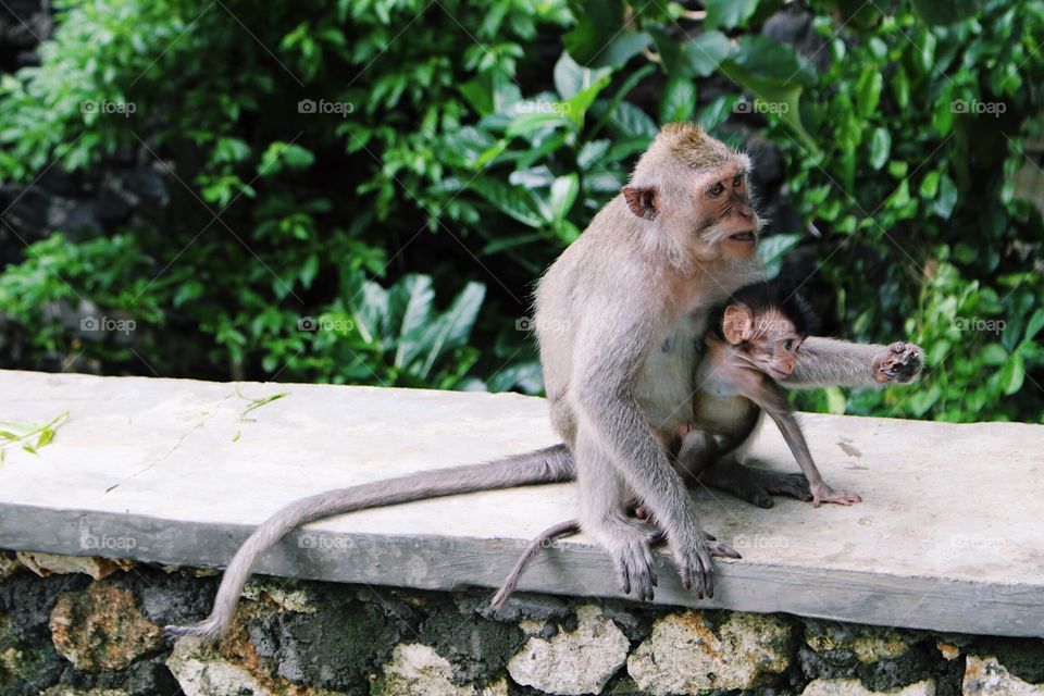 Mum and baby monkey at temple in tropical Indonesian jungle