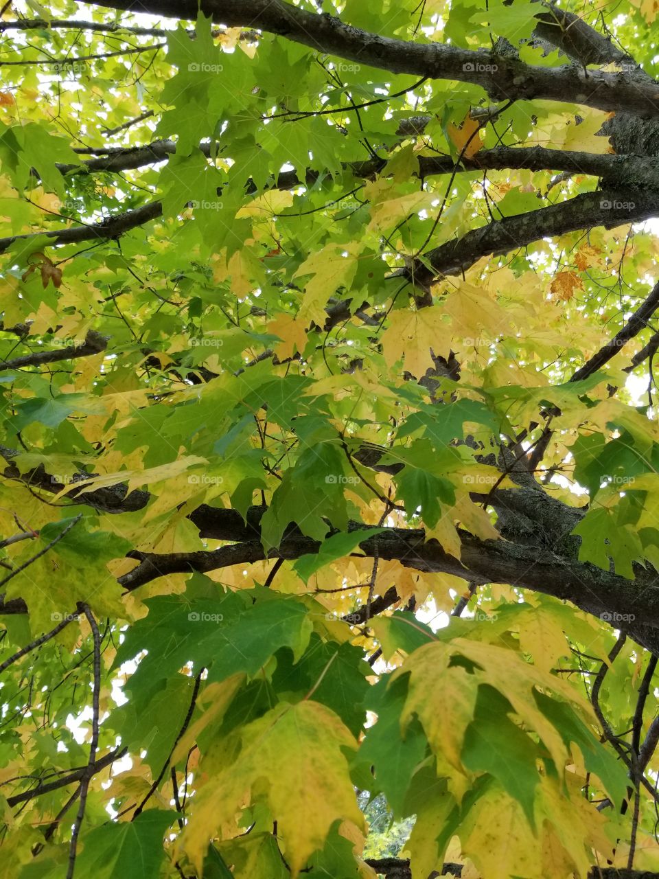 Change leaves on a maple tree.