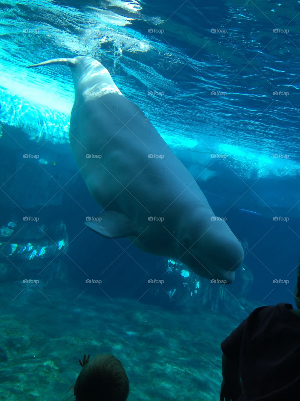 Beluga whale
