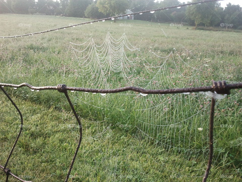 fence line spiderweb