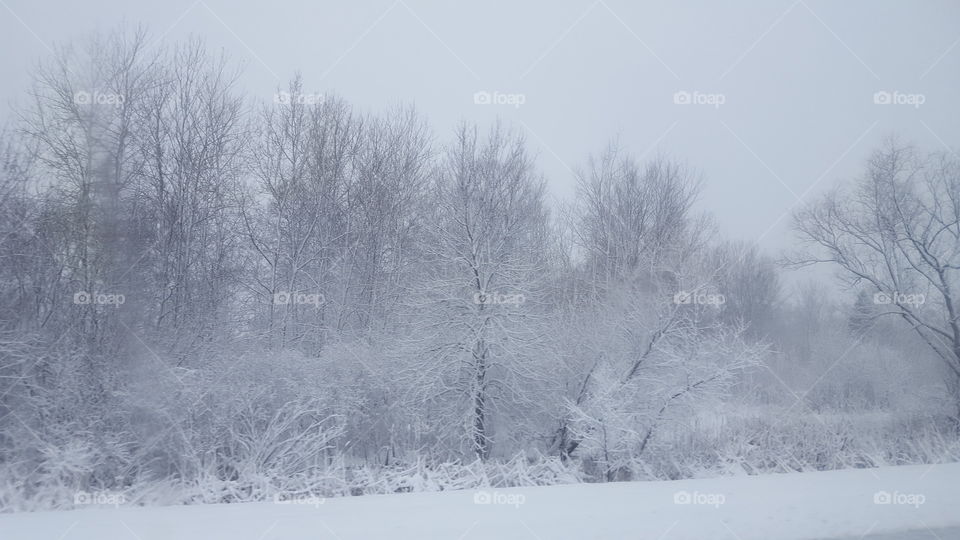 snowy trees