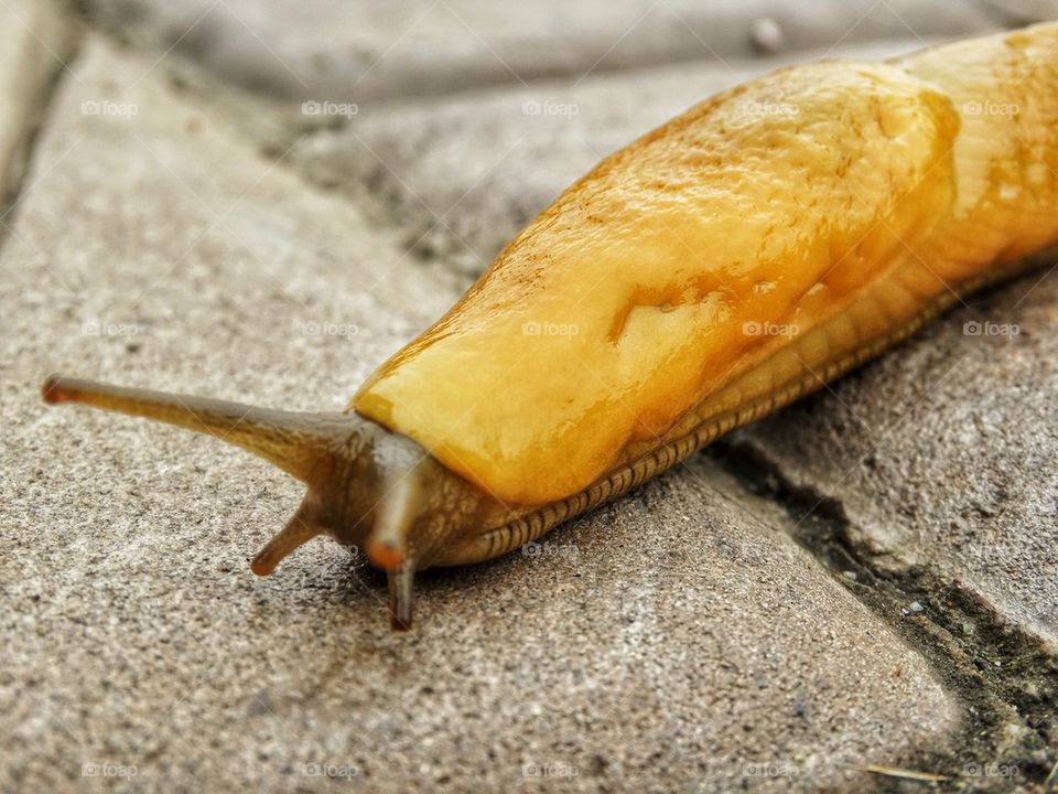 California Banana Slug