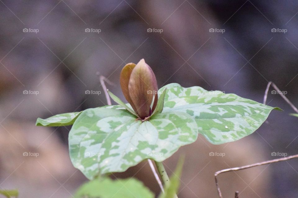 plant budding in spring