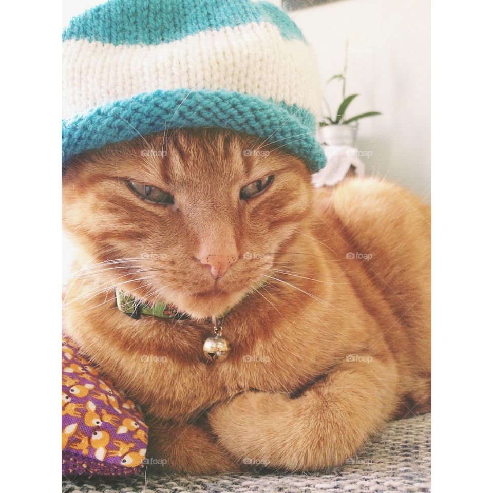Cat with a hat