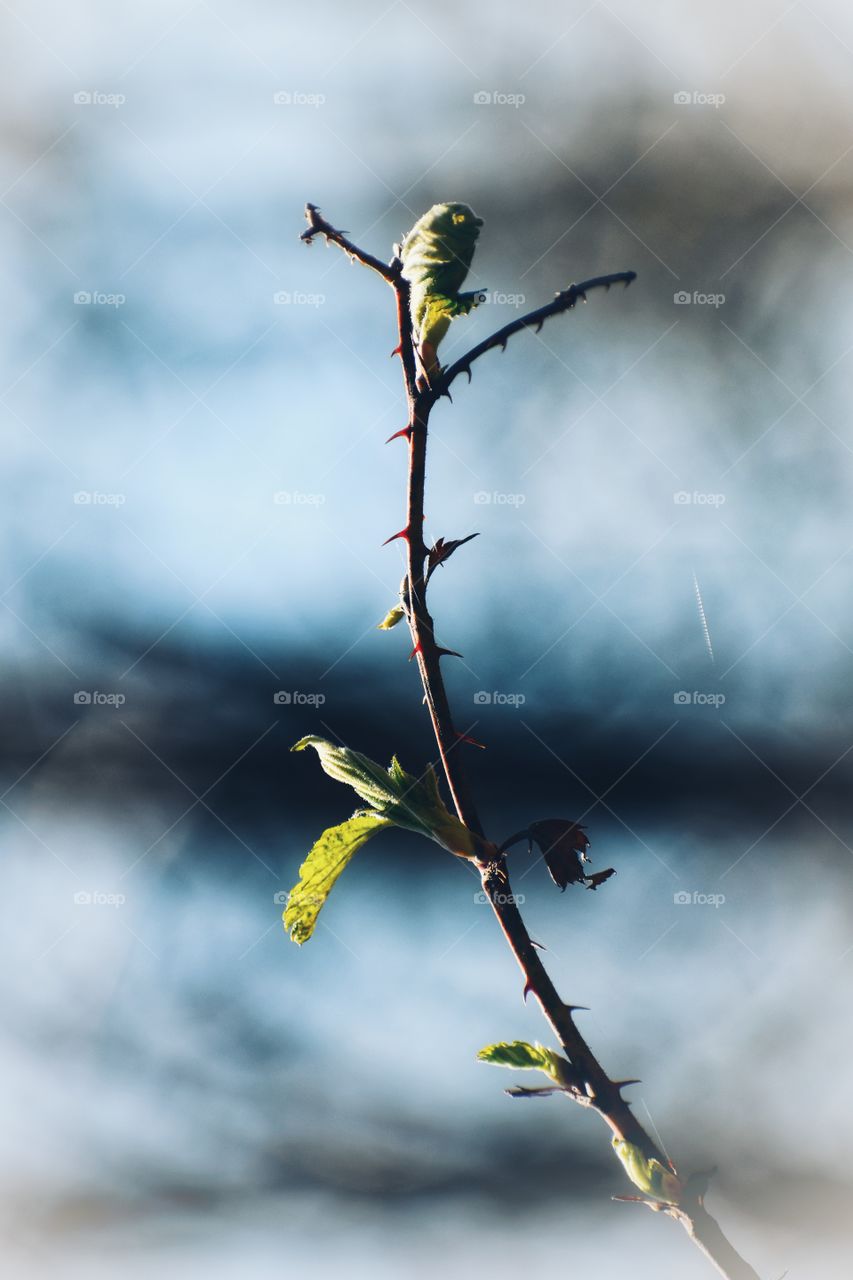 Close up view of budding leaves