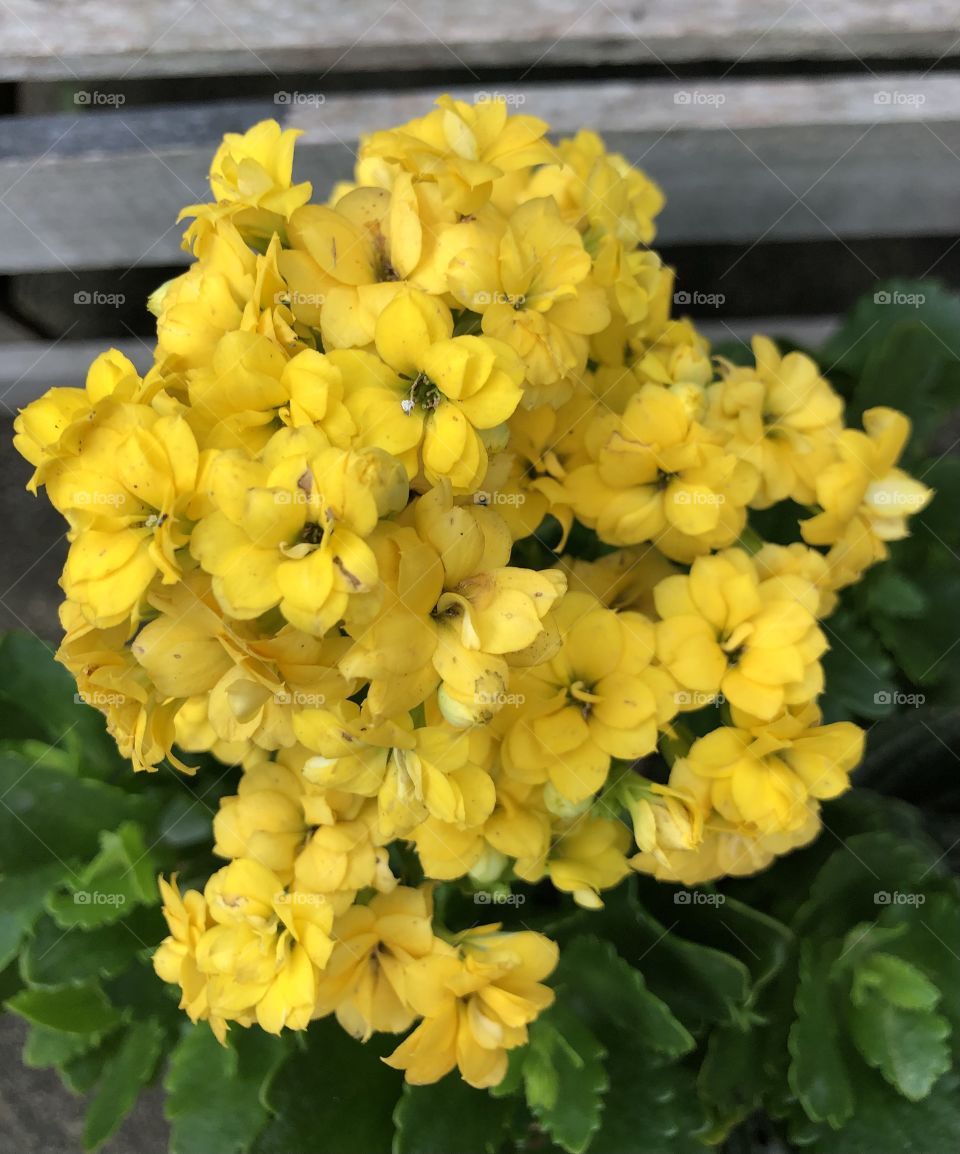 Flores amarelas.