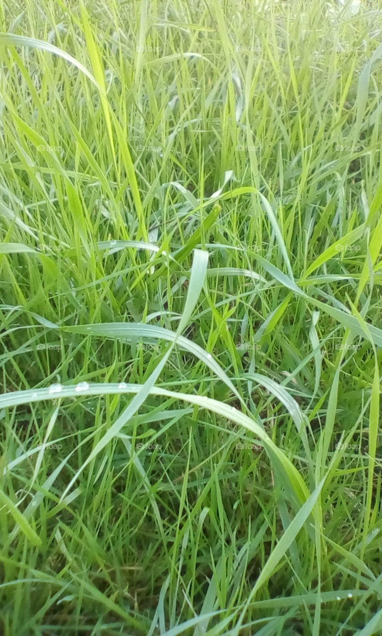 Grass in the rain