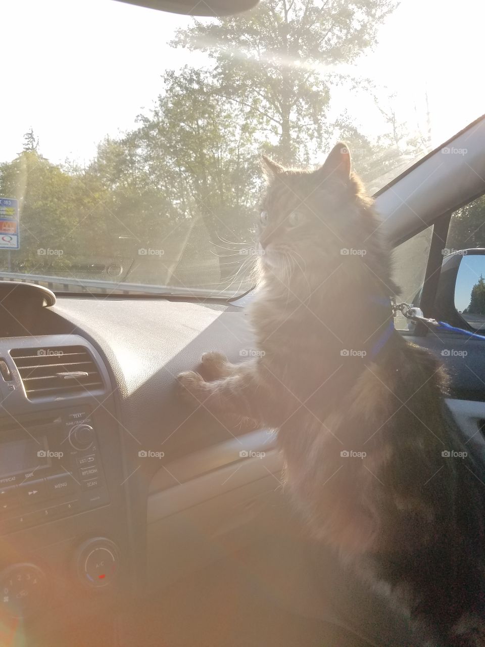 Fluffy Cat Shadows on her way to Our new Home