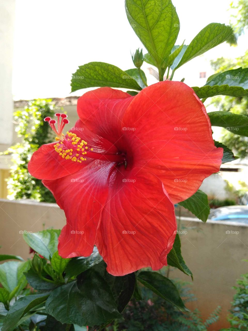 a red hibiscus flower in my garden