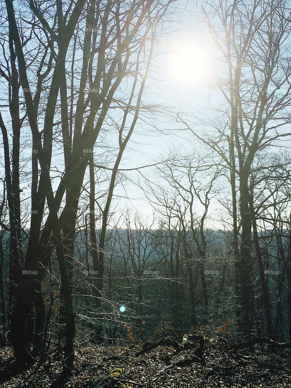 Hot Sun Dense Forest