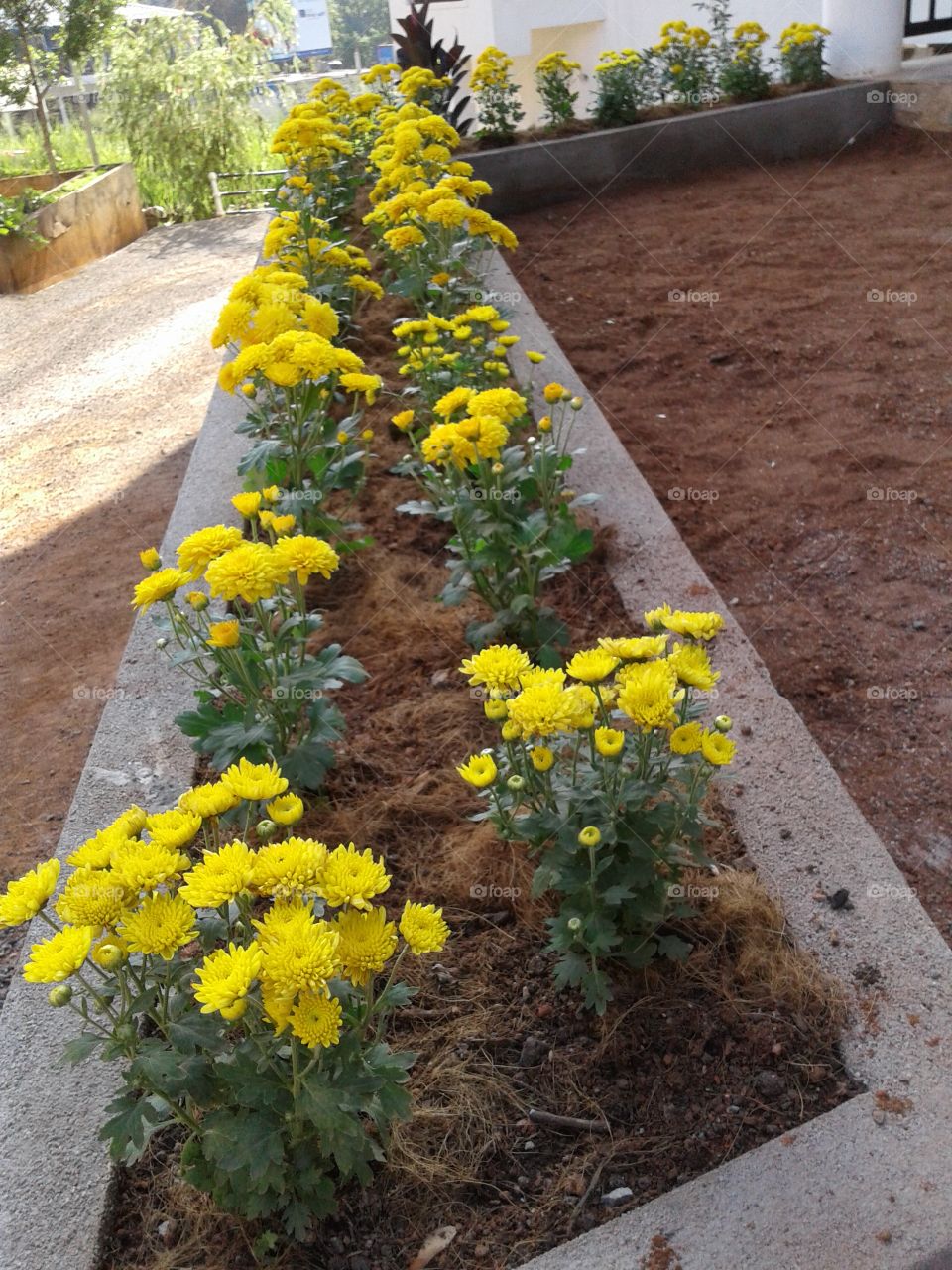 cresanthiman species