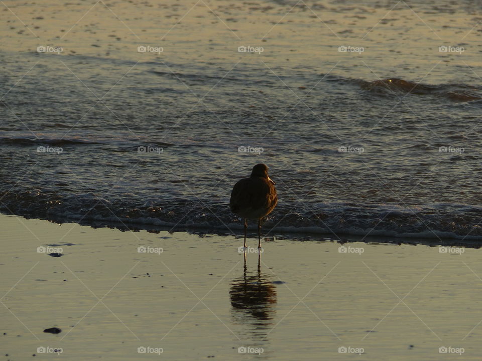 Bird at surf line