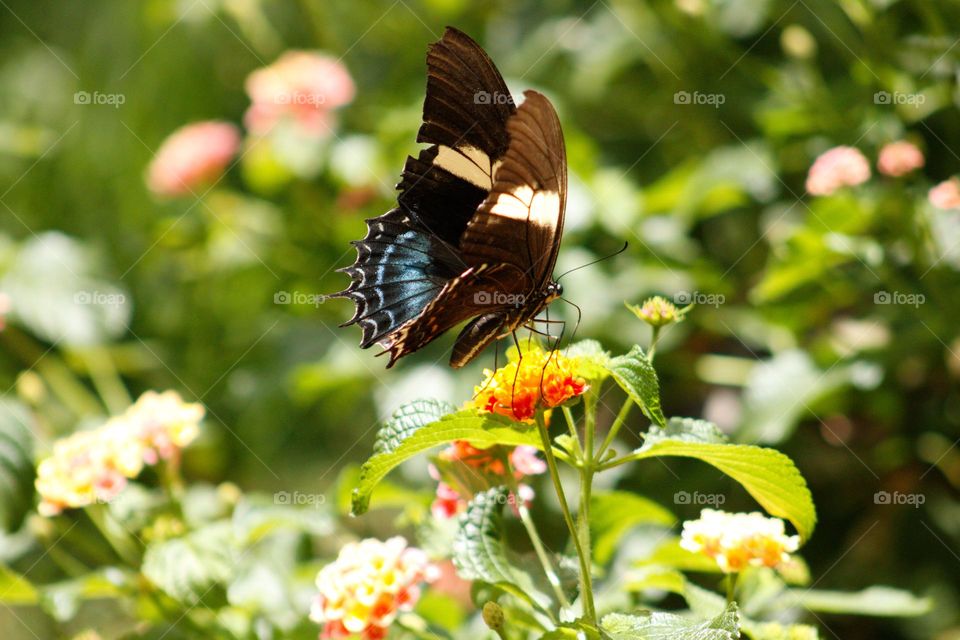 A butterfly with a damaged wing lands on a flower and sucks nectar from its small buds. 