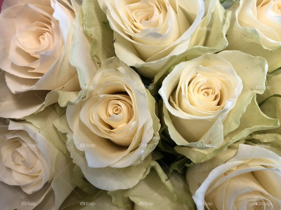 Cream roses are not so plentiful as the love of the red ones, but l felt that these were worth my inclusion on my page.