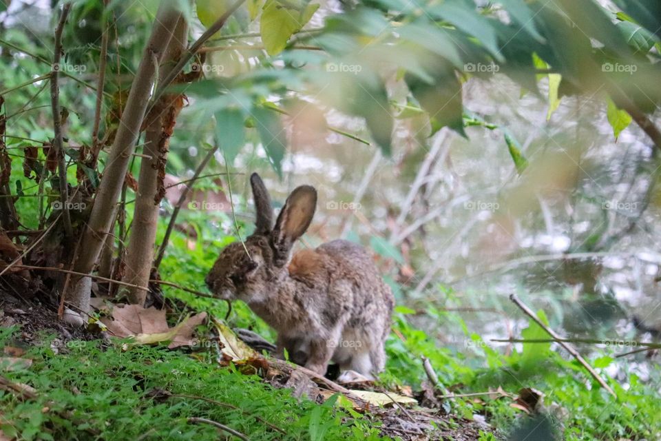 A wild rabbit in a wooded part of the city of Madrid