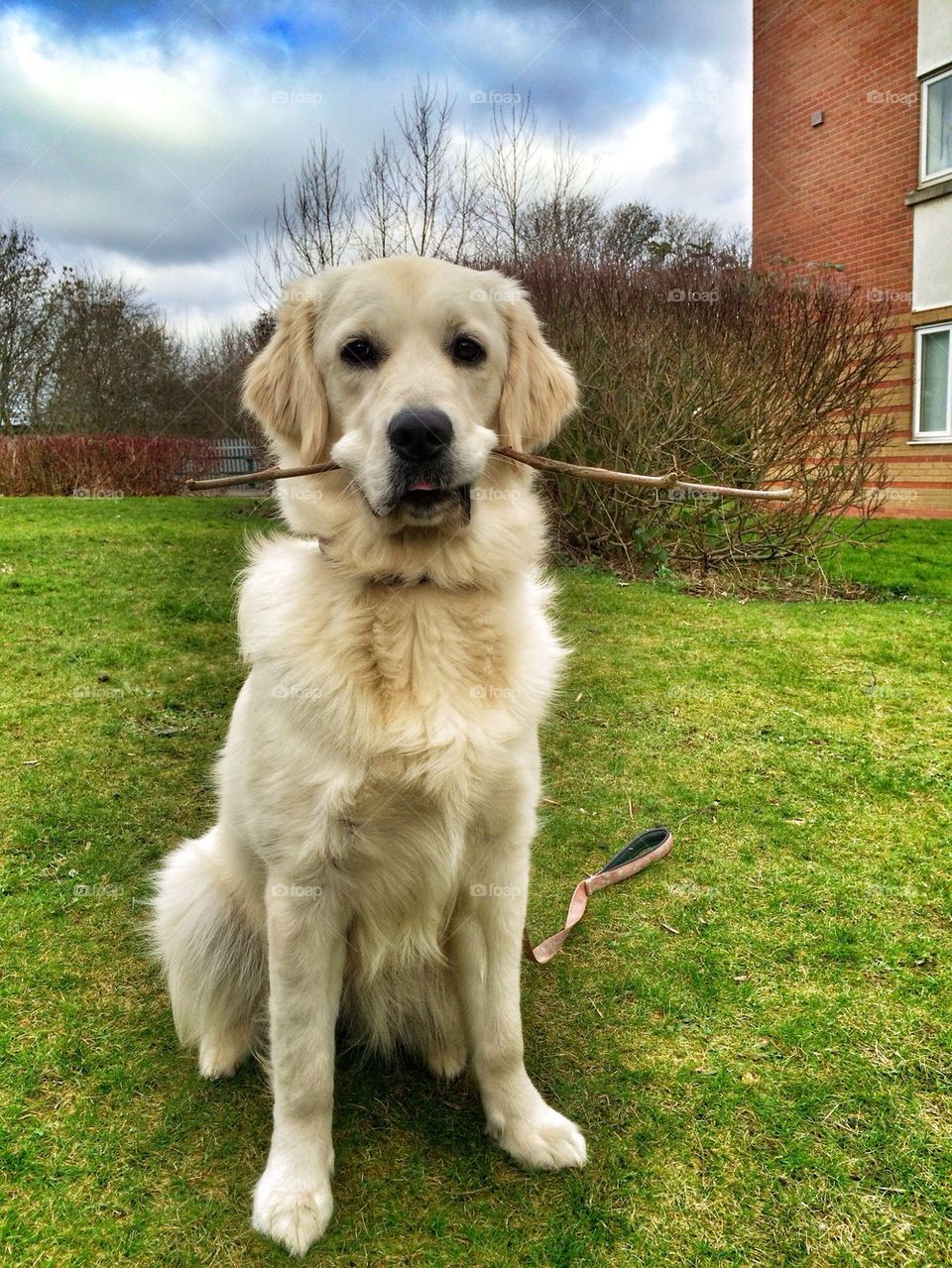 Zoe posing with her stick