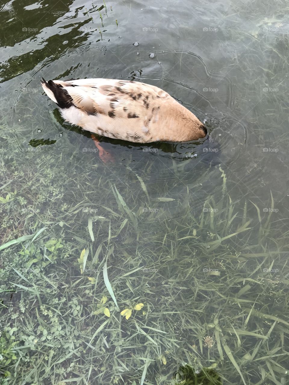 Duck 